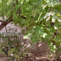 فروش خانه ویلایی ۱۲۰ متری ۲ خوابه در قاضی زاده ۱