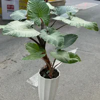 خدمات گل و گیاه در محل شمال تهران محدود نیاوران|خدمات باغبانی و درختکاری|تهران, دزاشیب|دیوار