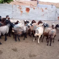 ماده گوشتی جهت قربانی