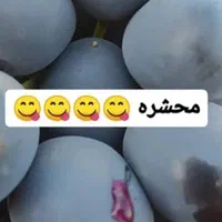انگور شانی دیم شیراز سفید بیدونه