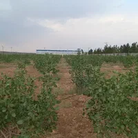 باغ ۵۰۰ و ۷۵۰ و ۱۰۰۰ متری با سند نقد واقساط|فروش زمین و ملک کلنگی|اصفهان, مهدی آباد|دیوار