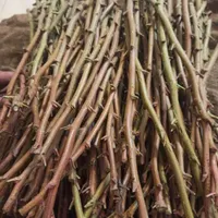 فروش ترکه تیرماهی احمداقای و اکبری|گل و گیاه طبیعی|رفسنجان, |دیوار