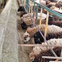 گوسفند فردیس، بنفشه ،۱۱۰،شهرک ناز،وحدت زنده|حیوانات مزرعه|کرج, شهرک بنفشه|دیوار