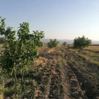 1700مترزمین خان زنیان.دهنوقلندری جهت باغ شهری|فروش دفتر صنعتی، کشاورزی، تجاری|شیراز, شهرک گلستان|دیوار