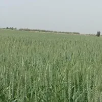 ۱۰ هکتار زمین آبی با چاه عمیق