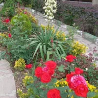 خدمات باغبانی ودرختکاری،چمن زنی، نیزار،نخل