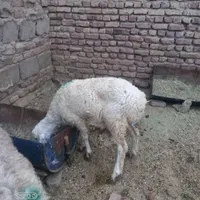 دیروز یکی آمده نگا کنه دزدیدن