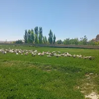 فروش جوجه غاز و قوغار دو هفته ای|حیوانات مزرعه|تهران, دکتر هوشیار|دیوار