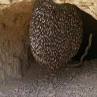 عسل وحشی کوهی طبیعی کوهستان برای درمان بیماریها