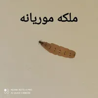 سمپاشی موریانه ساس سوسک سم پاشی تضمینی|خدمات نظافت|بندر ماهشهر, |دیوار