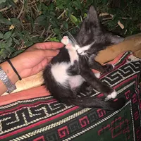 اگه گربه داری بخون