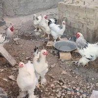 فروش خروس و مرغ و جوجه و تخم مرغ برهما|حیوانات مزرعه|تبریز, |دیوار