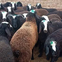 گوسفند گله قـوچ شـال|حیوانات مزرعه|تربتحیدریه, قاسم آباد|دیوار