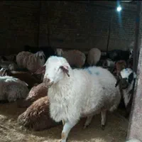دام زنده شهرداری پخش شمال غرب تهران|حیوانات مزرعه|تهران, خرمشهر|دیوار