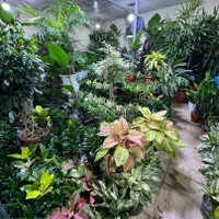 کارشناس خبره فضای سبز.طراحی نظارت اجرا.|خدمات باغبانی و درختکاری|تهران, تهرانپارس شرقی|دیوار