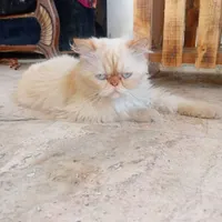 گربه پرشین