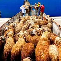 30٪ آف ویژه عیدقُربان/گوسفند زنده بضمانت نصفه گوشت|حیوانات مزرعه|تهران, نازی‌آباد|دیوار