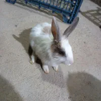 خرگوش
