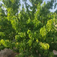 فروش خانه ویلایی ۱۰۰۰ متری ۱ خوابه جاده گوارشک|فروش خانه و ویلا|مشهد, توس (بلوار توس)|دیوار