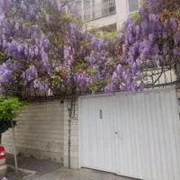 کلنگی 220 متر قلب دریان نو