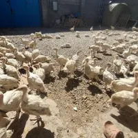 جوجه بوربون برنز بیوتی|حیوانات مزرعه|اصفهان, قهجاورستان|دیوار