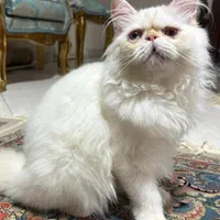 گربه پرشین سفید|گربه|تهران, مهرآباد جنوبی|دیوار