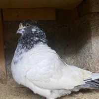 جوجه باخت رفته|حیوانات|رشت, گلسار|دیوار