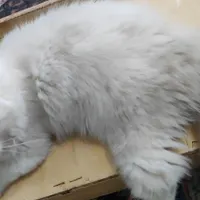 گربه