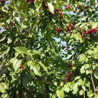 خانه باغ/۱۴۰۰ متر/درختان بار ده/استخر دار|فروش خانه و ویلا|سهند, |دیوار