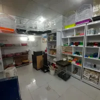 عروس هلندی|پرنده|بومهن, |دیوار