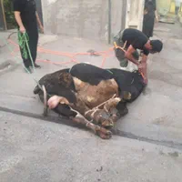 قصاب (سلاخ.ذبح)درمحل|خدمات پذیرایی، مراسم|ساوه, |دیوار