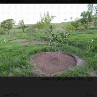 هرس -شمشاد زنی -علف زنی با دستگاه -سمپاشی باغ حیاط