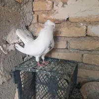 کبوتر|پرنده|کرمانشاه, |دیوار