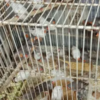 فنچ|پرنده|رباط‌کریم, |دیوار
