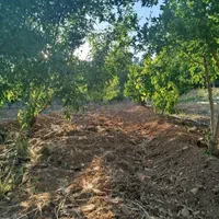 فروش زمین ۵۱۰ متری محدود پل زمانخان|فروش زمین و ملک کلنگی|خمینیشهر, |دیوار