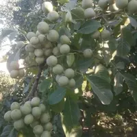نهال گردو گلدانی خوشه ای کاشت در این فصل پر بار