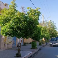 مغازه تجاری شیراز تفیهان «تیون»|فروش مغازه و غرفه|شیراز, وزیرآباد|دیوار