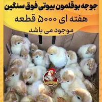 پخش جوجه بوقلمون گوشتی بیوتی۶سنگین وزن تولید گیلان|حیوانات مزرعه|رشت, انصاری|دیوار
