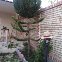 خدمات باغبانی سِدروس،طراحی|خدمات باغبانی و درختکاری|مشهد, راهنمایی|دیوار