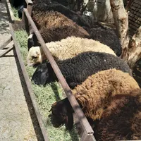 بره
