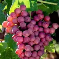 فروش انواع نهال ...|خدمات باغبانی و درختکاری|تربت‌حیدریه, |دیوار