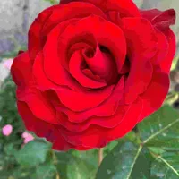سرایدار یا نگهبانی