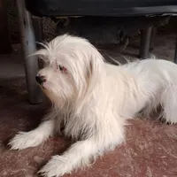 گمشده کسی نیست
