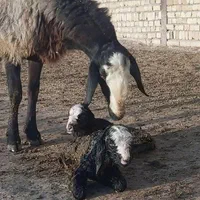 قزویـ.ـن دام گوسفند بره