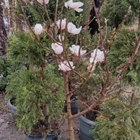 نهال درخت گل وگیاه حیاط باغچه ای فروشی گلدار دار|خدمات باغبانی و درختکاری|تهران, باغ خزانه|دیوار