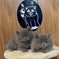 بچه گربه های نژاد دار و زیبا|گربه|بندر انزلی, چهارفریضه|دیوار