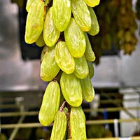 دستگاه خشک کن میوه و سبزی و قیصی