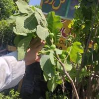 نهال و درخت انجیر درشت و باردار