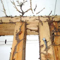 شرکت موریانه زدایی و سم پاشی با ضمانت نامه کتبی|خدمات نظافت|خرمآباد, |دیوار