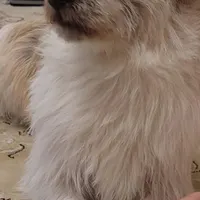 سگم محدوده فرخ شهر گم شده